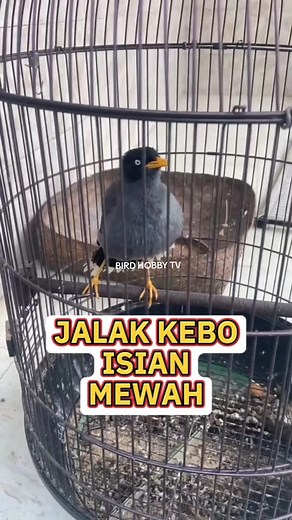 Jalak Kebo Gacor: Suara Mewah dan Kicauan Terbaik