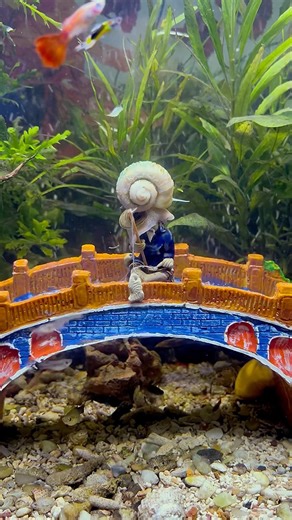 That’s the biggest snail in my tank #fishtank #aquarium #fishkeepinghobby