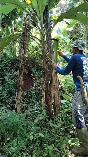 how to care for banana trees so they grow well