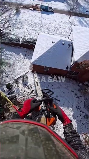 Professional Arborist POV: Topping a Tree 🧗‍♂️