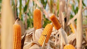Yellow Ripe Corn On Stalks Harvest Stock Footage Video (100% Royalty-free) 1067904926 | Shutterstock