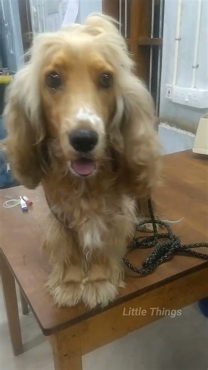 'English Cocker Spaniel'#shorts #shortvideo #shortsfeed