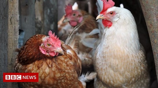Avian flu: Poultry to be allowed outside under new rules