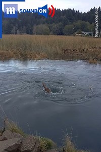 This whirlpool can’t decide if it wants to engulf this log or spit it back out 🌪️💦 👀 via Shutterstock | Daily Mail Video