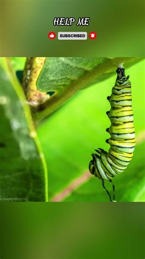 The Caterpillar Turns Into a Butterfly Cocoon 🐛🦋 #butterfly #caterpillar