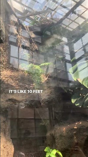 An appropriately sized emerald tree boa enclosure