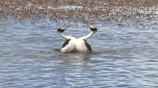 These hooded grebes were spotted performing an unusual courtship ritual. | National Geographic Animals