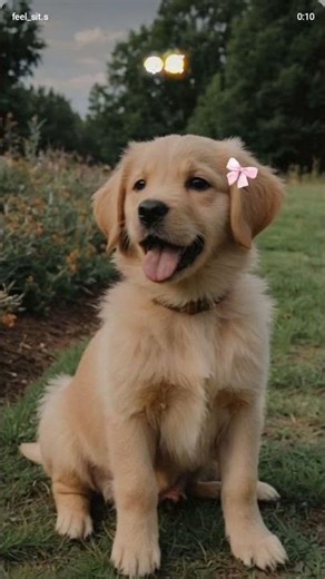 #birds #birdingparadise #birdsong #pigeon #pigeon #birdcalls #birdcalls #bird