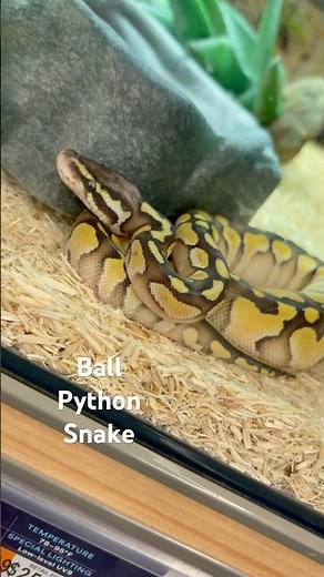 FANCY BALL PYTHON SNAKE PET REGIUS SNAKE AT PETCO #ballpython #petsnake #petco #snake