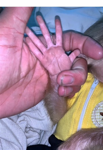 These are Bibi's hands😆#monkey #fyp #monkeybaby🐒❤️