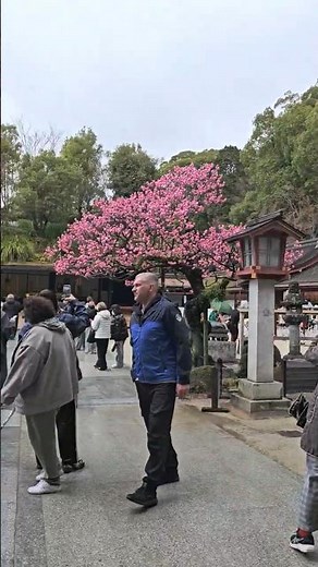 三月限定！在福岡太宰府天滿宮，見證千年『飛梅』傳說。🌸#太宰府天満宮 #3月九州旅遊