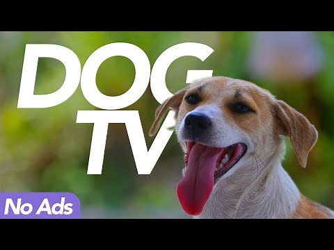 [No Ads] Dog TV - Exciting Adventure Walk for Dogs! (15 Hours)