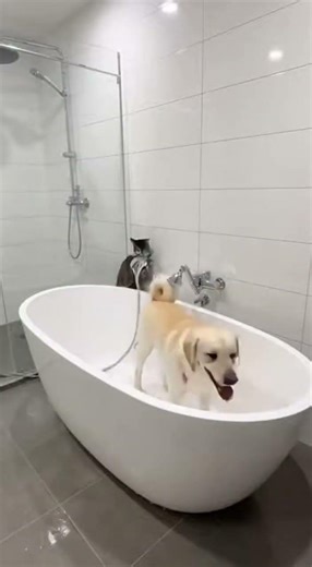 😆What actually happened at the very end of this video?! 😁 😺 🐶 ✨ #funny #shortsfunny #videoviral