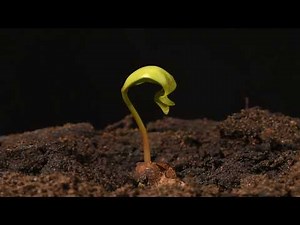 Sycamore seedling growing time lapse filmed over a month