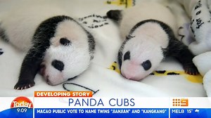 61K views · 1.4K reactions | Adorable twin panda cubs have just been born in Macao! The public voted and decided to call the pandas "Jian Jian" and "Kang Kang", which when combined means 'good health'. How cute are they!  #9Today | TODAY | Facebook