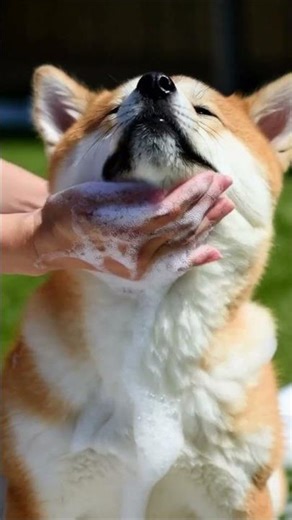 🐶 Adorable Akita Gets Covered in Bubbles for the First Time! ✨ #Akita #CuteDog #Puppy #DogBath