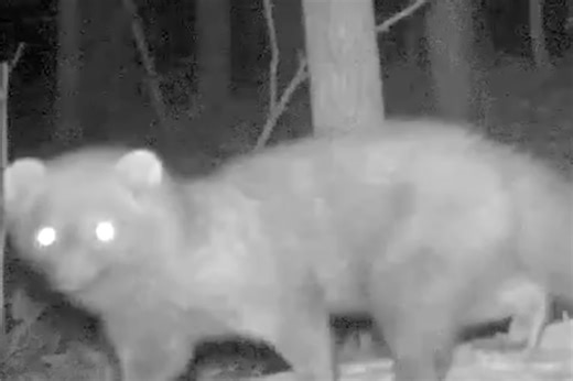 Animal seen in Ohio region for first time in over 100 years