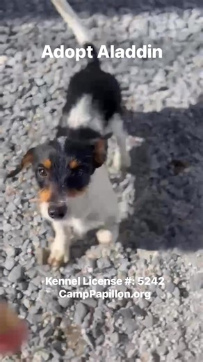💫 Meet Aladdin! 💫 This sweet 11-month-old Jack Russell / Shih Tzu mix is still learning that the world isn’t such a scary place, and that humans can be kind, patient, and full of love. Aladdin came to us from a hoarding situation with over 50 dogs, so it’s no surprise he needs a little extra time to trust. He’s what we call a “multi-meet” dog, which means his future family will need to visit a few times so he can get to know you at his own pace. But here’s the magic… once Aladdin warms up, you
