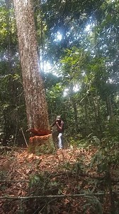 21K views · 108 reactions | Chopping down a maple tree with an axe logging logger lumberjack | Ruimfor | Facebook