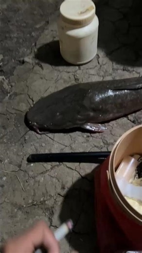 mancing lele di kolam