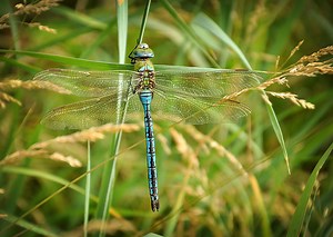 10 Astounding Things You Should Know About the Dragonfly