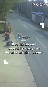 Dog hit by car saved by strays in heartwarming scene . A viral video on Weibo has touched hearts across China, showing two stray dogs coming to the rescue of an injured canine friend after it was hit by a car. . CCTV footage from Changzhou city shows a dog that had gotten out of a house and was hit by a passing vehicle, leaving it lying motionless in the middle of the road. . In a touching moment, two homeless dogs approached the injured animal, seemingly trying to wake it up. One of the strays 