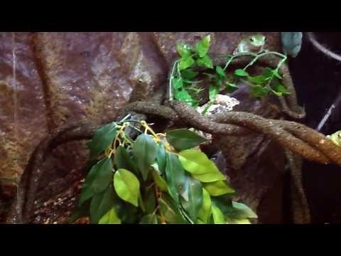 White's tree frogs breeding rain chamber and tadpoles.