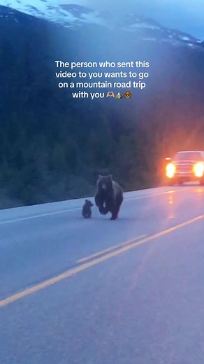 You know what to do 🪄🐻 let’s go! #mountains #bear #roadtrip