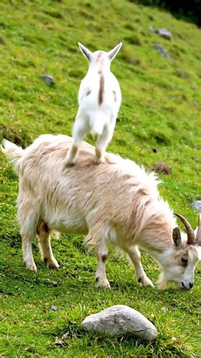 Baby goat jumping on his mommy