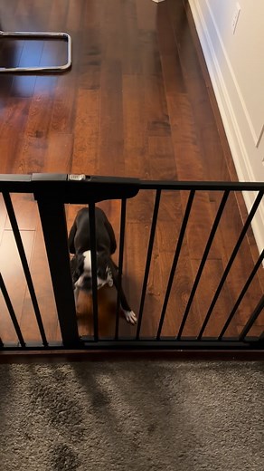 Phoebe hops that you’ll have a great day 🖤 #hop #hopping #doghopping #jump #dogjumping #funnydog #funny #funnyvideo #tuesday #energy #energeticdog #cutedog #cutedogvideos #funnydogvideos #bostonterrier #bostonterriersofinstagram #bostonterrierlove #bostie #dog #hund #lustig #lustigevideos | The Chunky and the Monkey