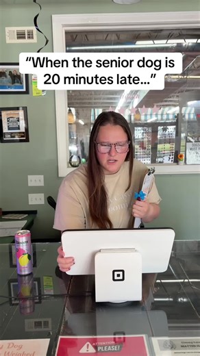 Caring for Senior Dogs: A Groomer's Perspective