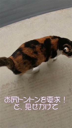 三毛猫みけ子と爺の朝の散歩の始まり #三毛猫 #ねこ