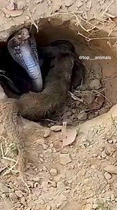 65K views · 497 reactions | Python cobra Fight | Animal Top | Facebook