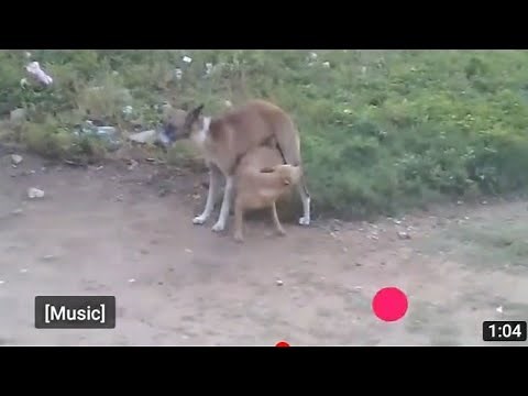 Accouplements des chiens| pourquoi sont-ils collés ?