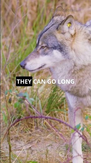 5 Wild Facts About the Northern Rocky Mountain Wolf!🐺🌲#wolf #northernrockymountainwolf