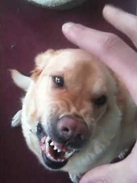 Very Angry Dog Attacks!