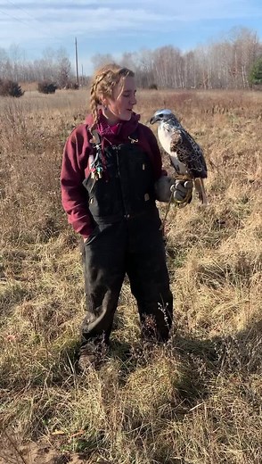 It's Give to the Max Day! This spectacular bird is part of our education program. She is a Krider's Red-Tailed Hawk, one of the three color morphs of Red-Tailed Hawks. Your support on #GTMD20 helps care for animals like her! Thank you! Donate: https://www.givemn.org/organization/Wildlife-Science-Center Learn more about WSC at www.wildlifesciencecenter.org | Wildlife Science Center