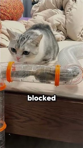 Chipmunk vs. The Impossible Maze!