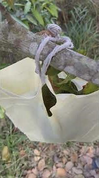 jack froots frooting