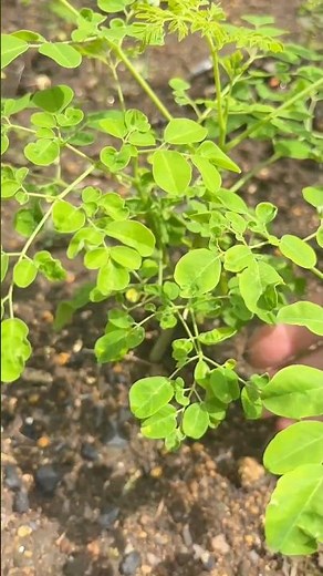 少し変わったモリンガの育て方をするだけで幹を太く葉っぱを沢山付けれます