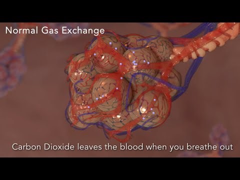 Hydrogen Sulfide (H₂S) Toxic Exposure Animation: How It Disrupts Oxygen Processing