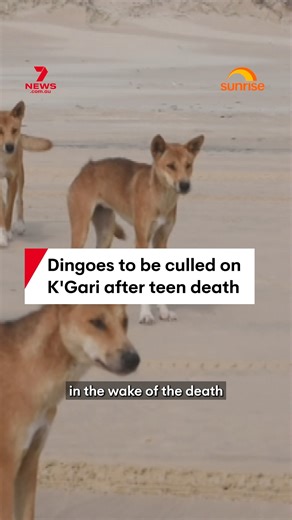 Wildlife rangers on K'Gari will euthanise a pack of ten dingoes involved in the attack on 19-year-old Canadian tourist Piper James, after the coroner revealed she sustained bite wounds prior to her death. #dingo #kgari #piperjames #wildlife #queensland | 7NEWS Toowoomba
