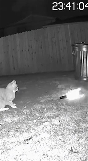 Cat's Firework Becomes A MISSILE