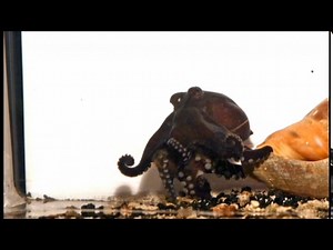 Mysterious Octopus Pranks Its Prey