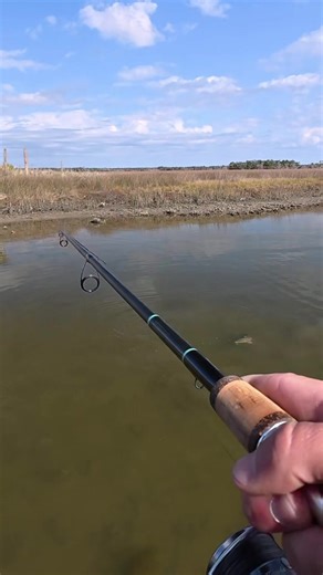 Fishing for Redfish with Z-Man Minnowz