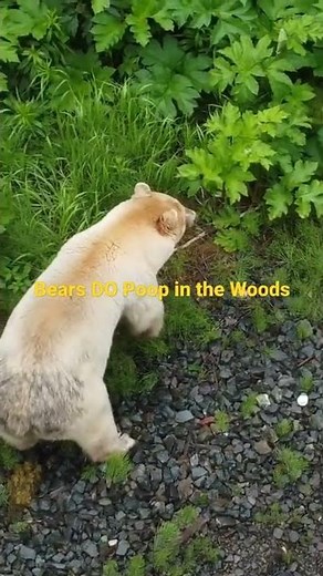 Bears DO Poop in The Woods