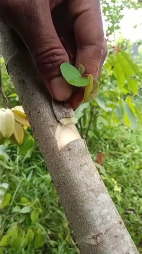 Easy Wedge Grafting Technique 🌱 Grow Plants Faster at Home! #ThursdayTips