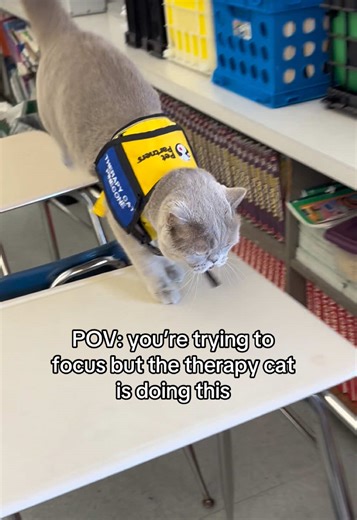 Therapy Cat Distracts Art Teacher During Class | POV