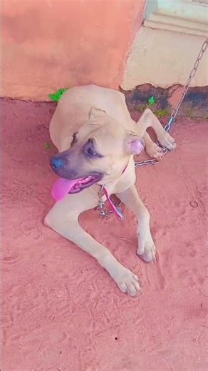 #music #songlyrics #dogshorts #puppy #song #pets #mypet #mypetdog #mypetcat #dog