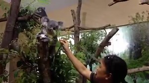 29K views · 907 reactions | The koala enclosure at the Singapore Zoo has been officially launched. Australia's Foreign Minister Julie Bishop says the koala enclosure is a symbol of the enduring friendship Australia and Singapore share. str.sg/U5B VIDEO: ALPHONSUS CHERN | The Straits Times | Facebook